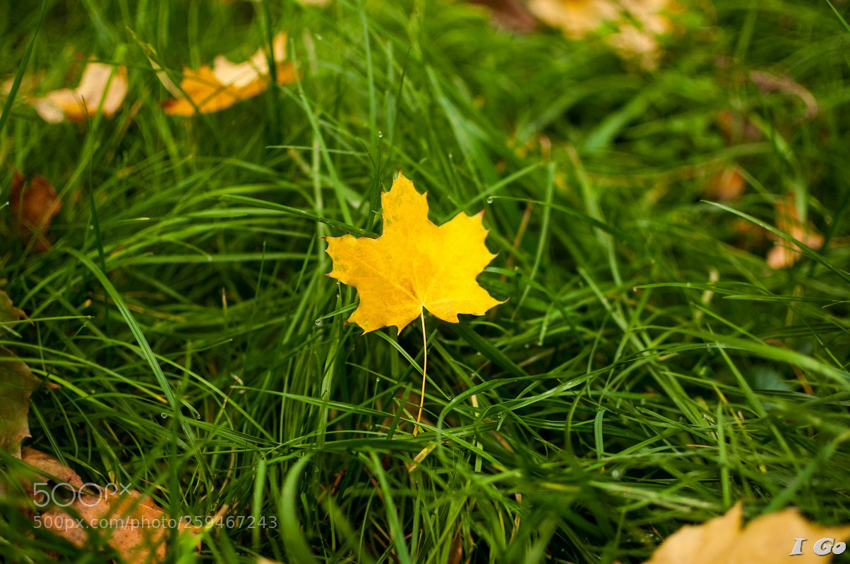 Nikon D90 sample photo. The story about leaf photography