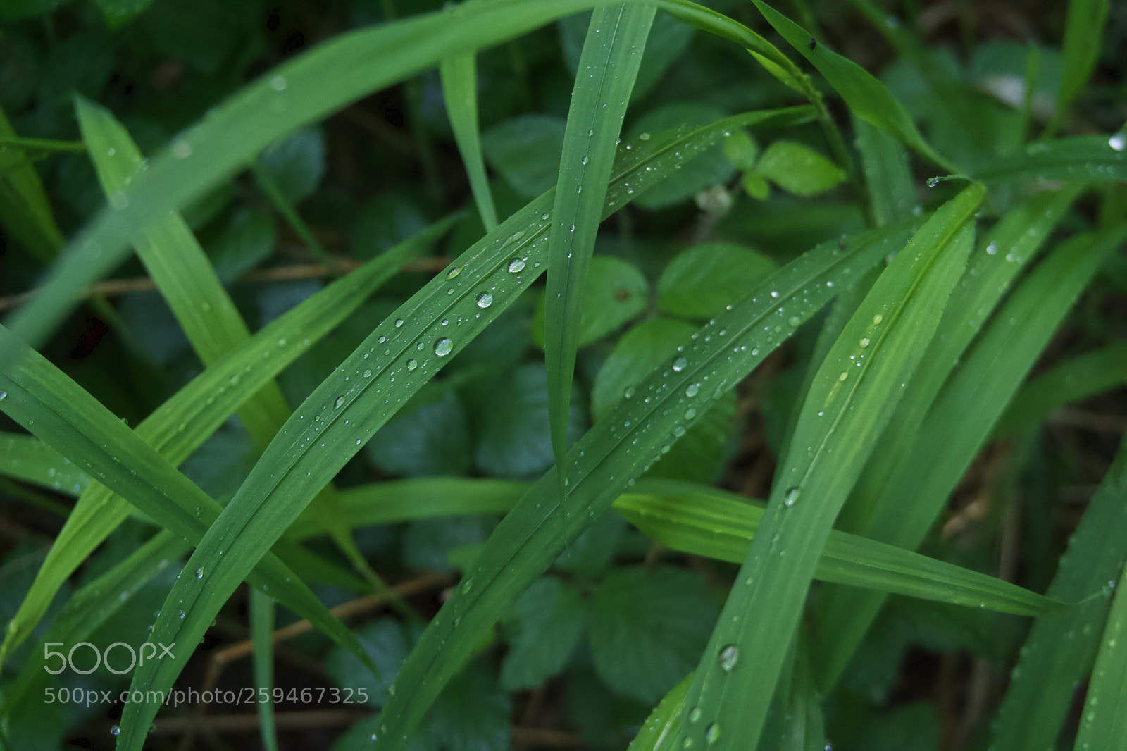 Sony a6000 sample photo. Grass photography