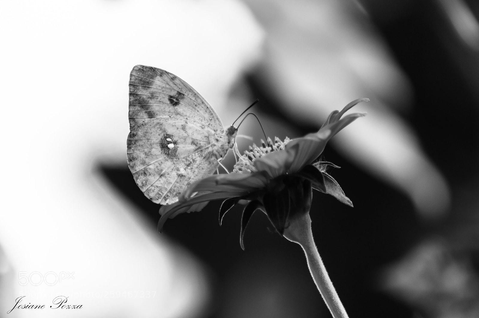 Nikon D3200 sample photo. Butterfly photography
