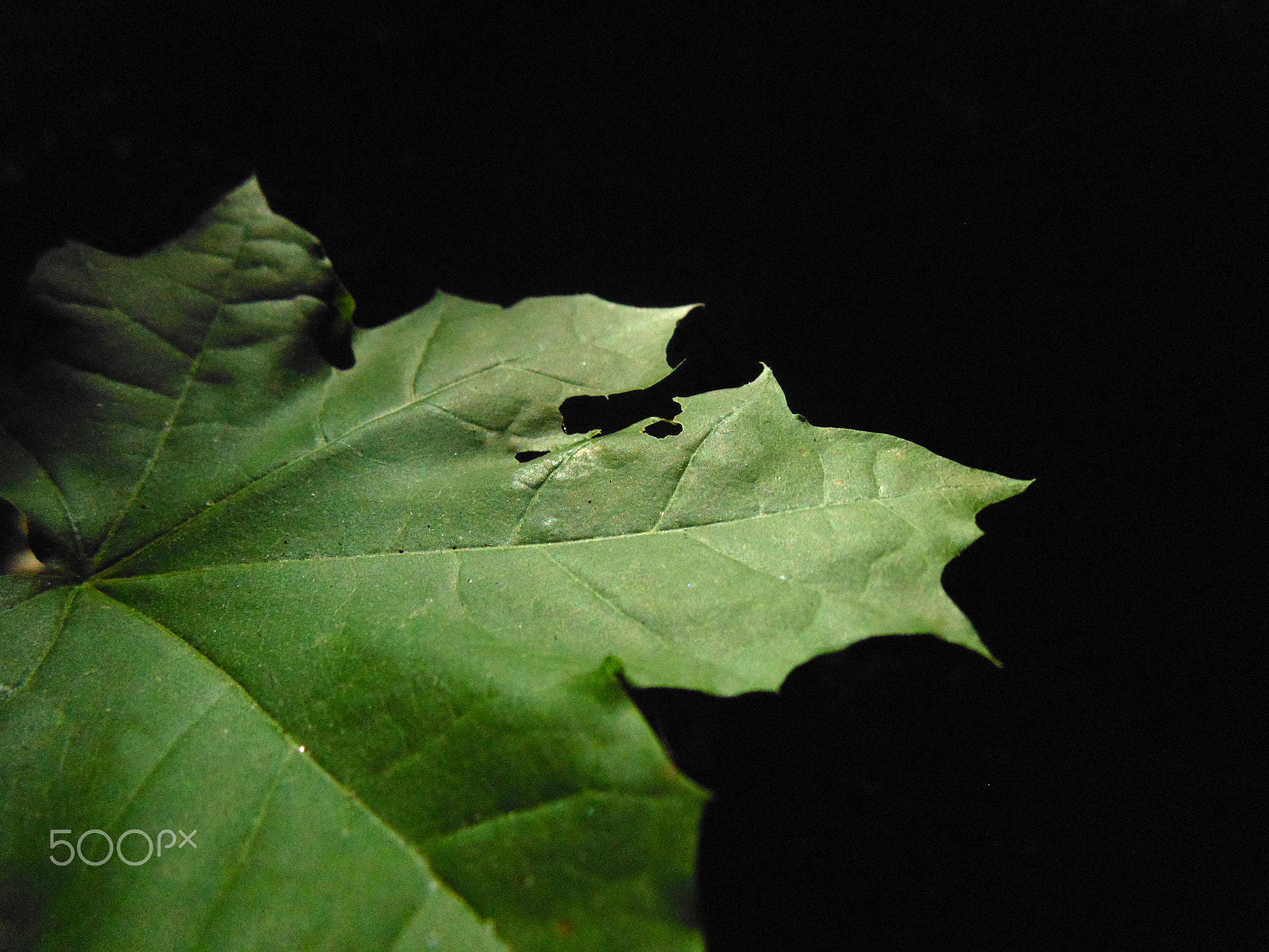 Sony Cyber-shot DSC-H200 sample photo. Leaf photography