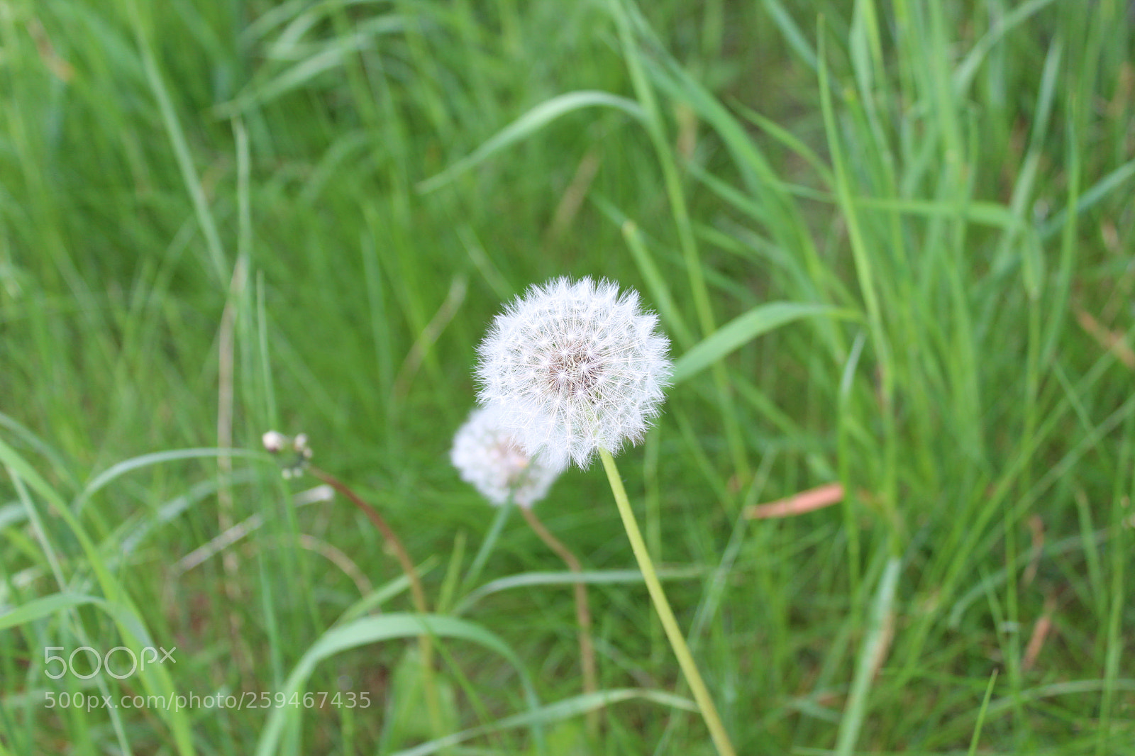 Canon EOS 1300D (EOS Rebel T6 / EOS Kiss X80) sample photo. Img photography