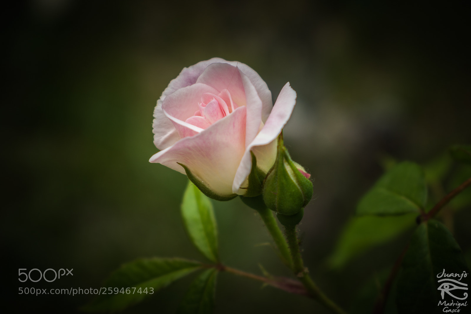 Nikon D7200 sample photo. Blooming photography