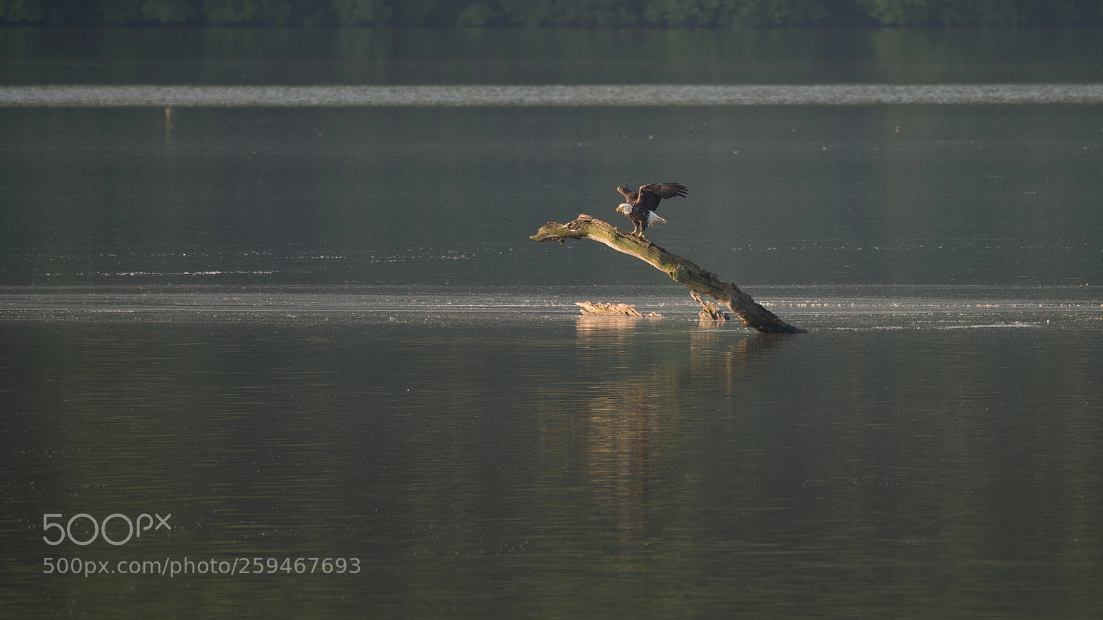 Nikon D750 sample photo. Bald eagle photography