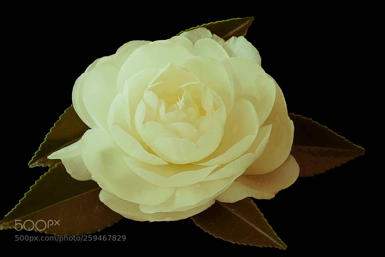 Sony a7R III sample photo. Camelia sasanqua photography
