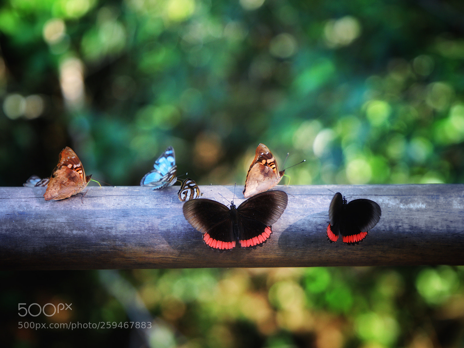 Canon EOS 5D Mark IV sample photo. Untitled photography