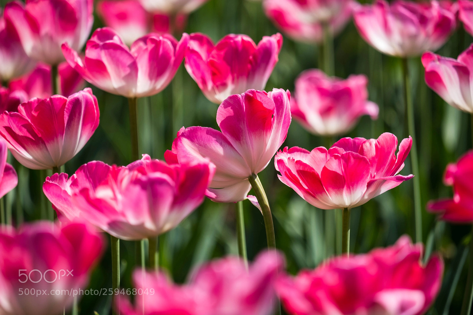Fujifilm X-H1 sample photo. Tulips photography