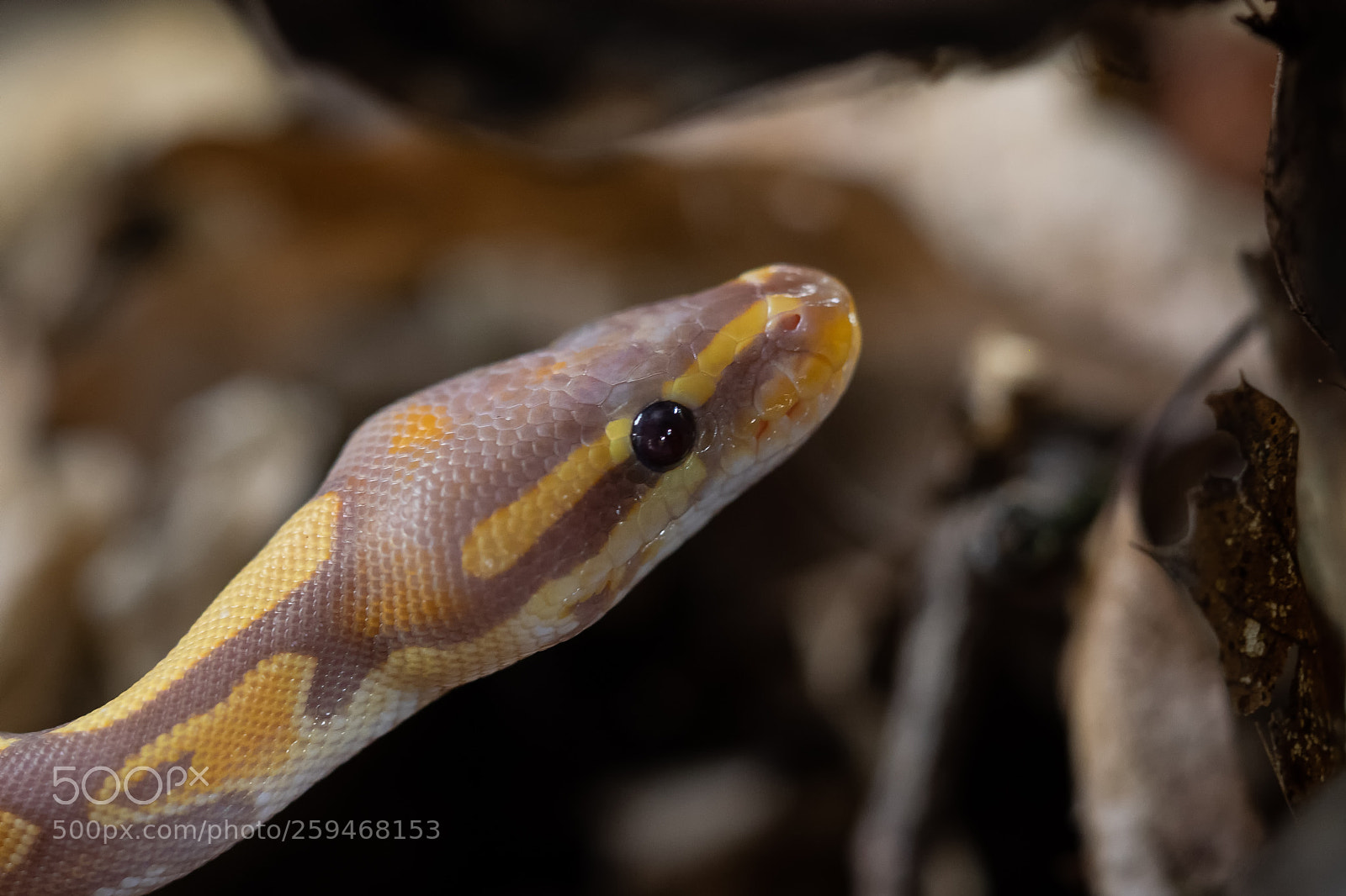 Olympus OM-D E-M1 sample photo. Python..... photography