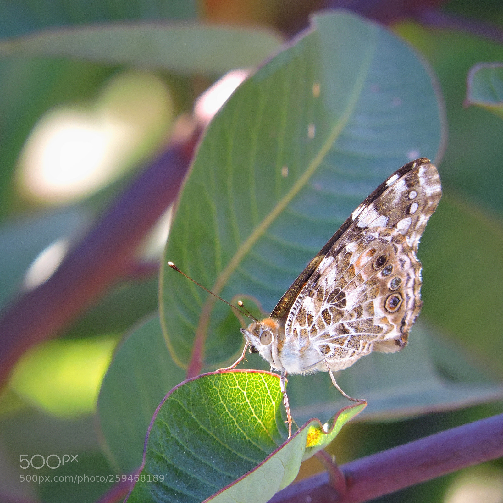 Nikon Coolpix P530 sample photo. Painted lady photography