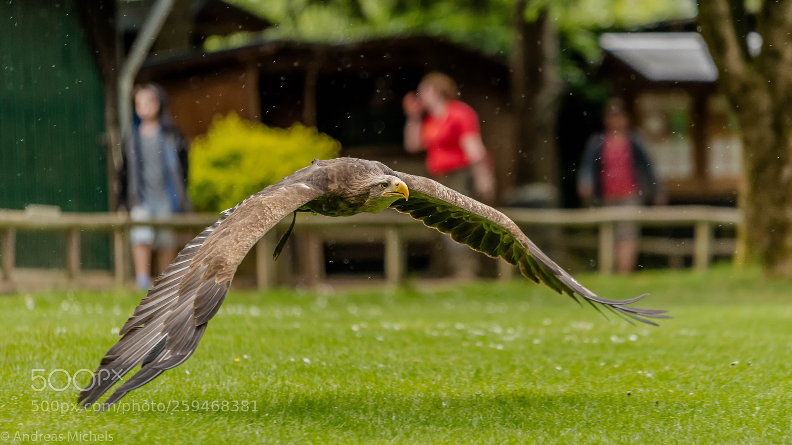 Nikon D500 sample photo. Greifvogelstation hellenthal. photography