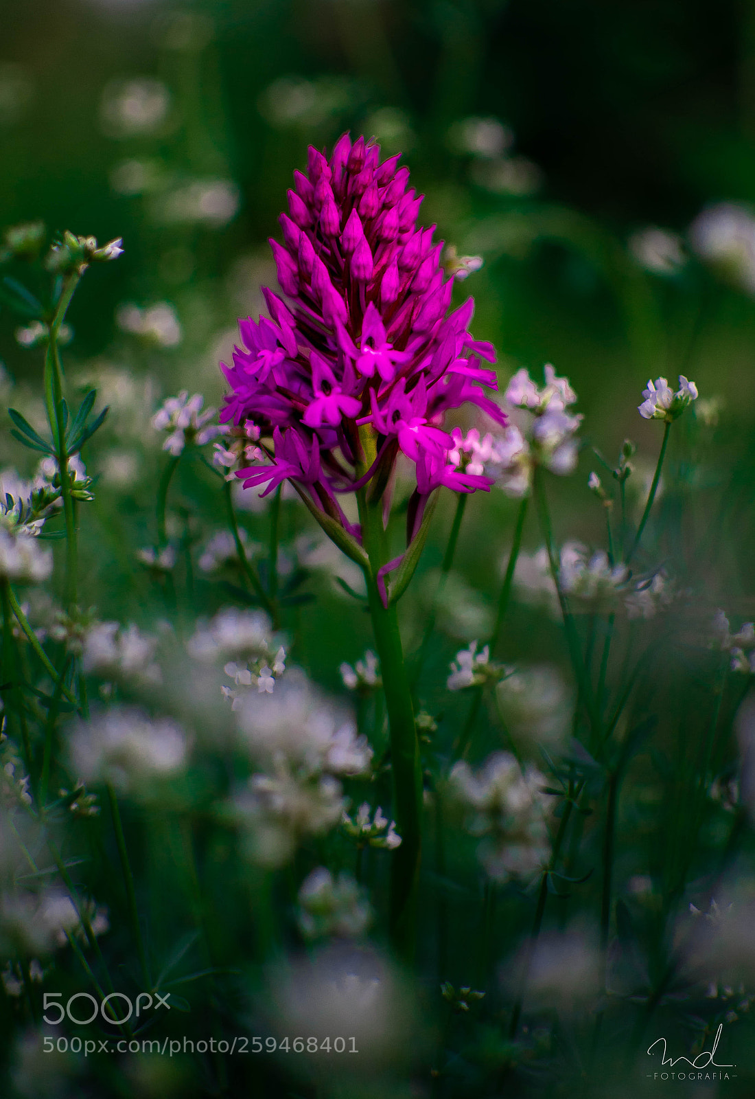 Nikon D5600 sample photo. Dark beauty photography