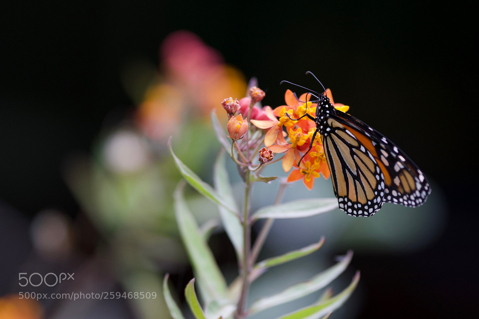 Sony a6000 sample photo. Monarch photography