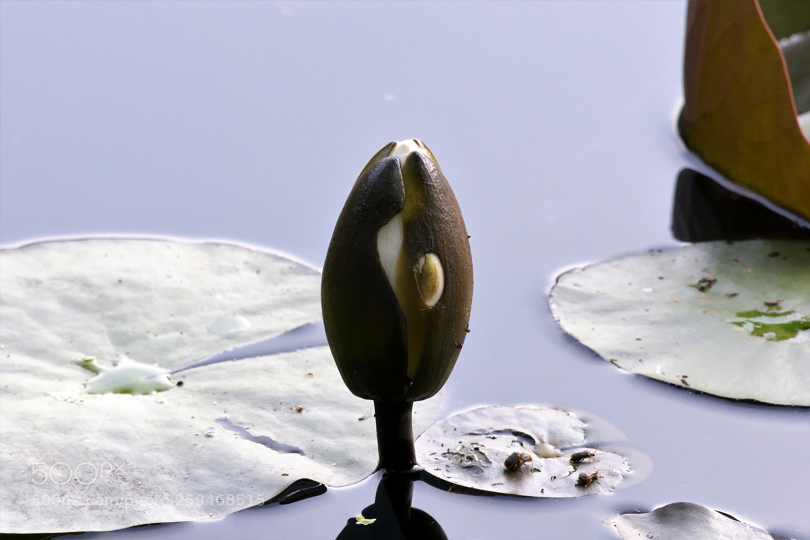 Panasonic Lumix DMC-FZ1000 sample photo. () photography