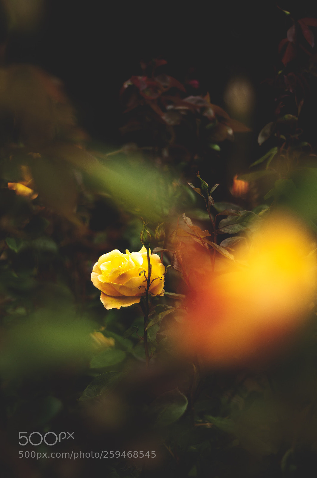 Nikon D300 sample photo. In the midst photography