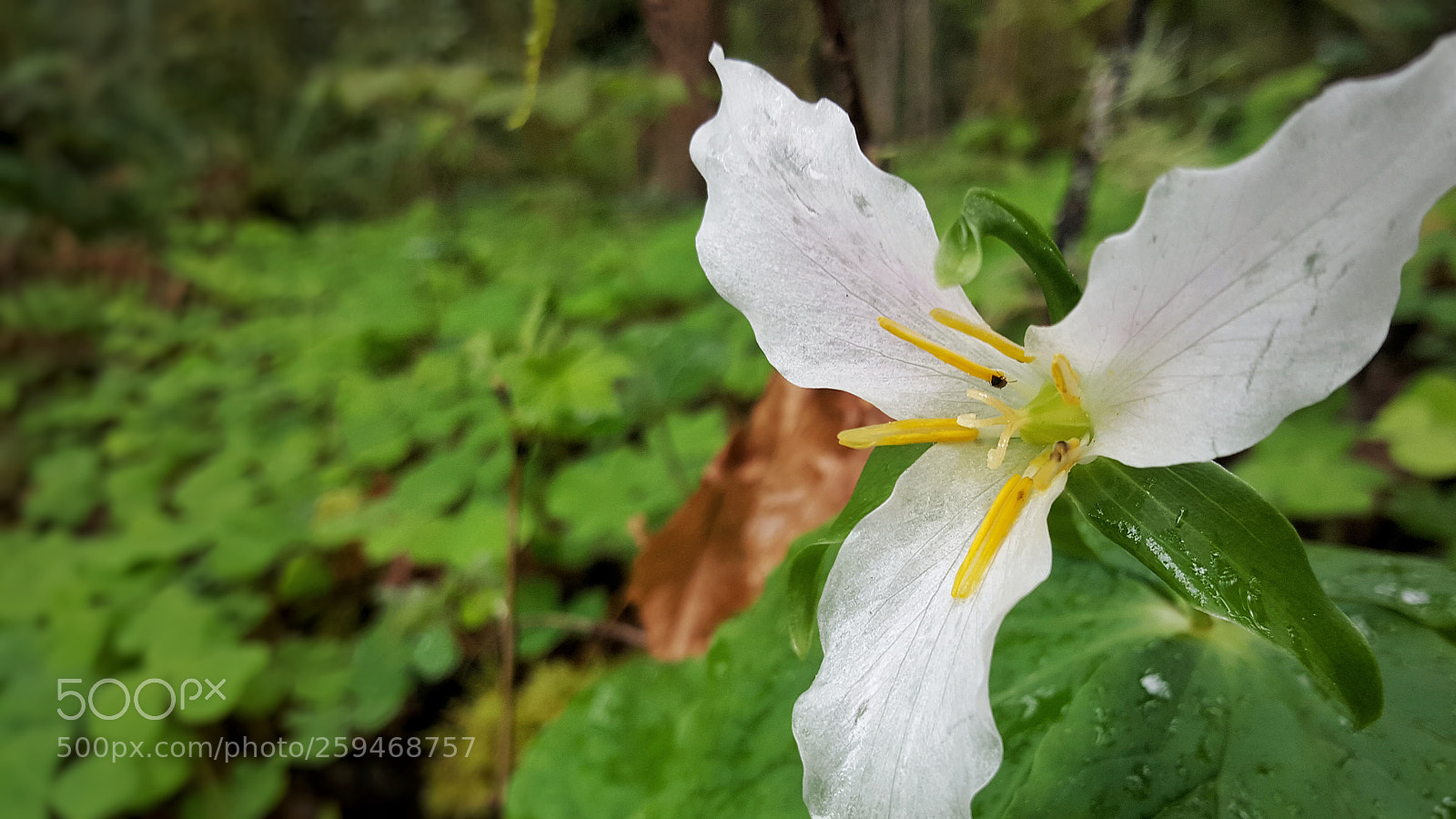 Samsung Galaxy Note5 sample photo. Trillium photography
