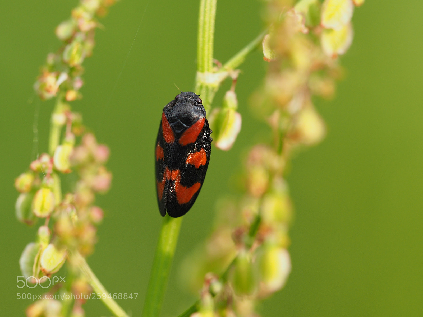 Olympus OM-D E-M10 sample photo. Black and red froghopper photography