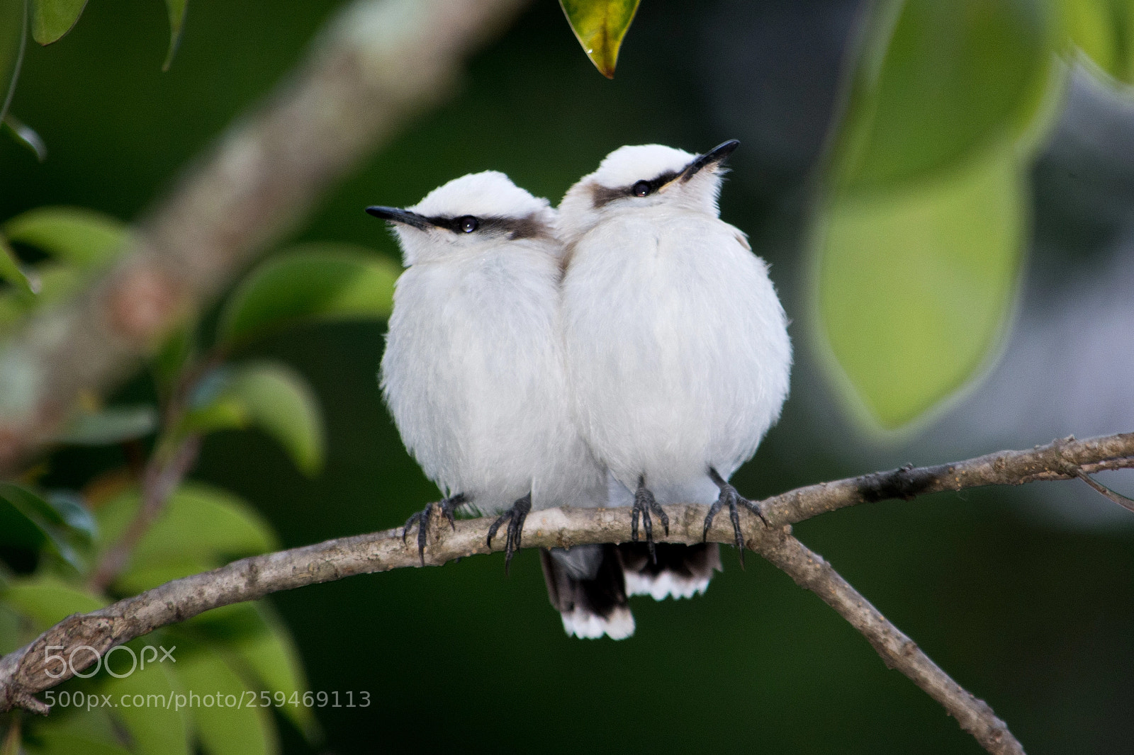 Nikon D7100 sample photo. Masked water-tyrant (fluvicola nengeta) photography