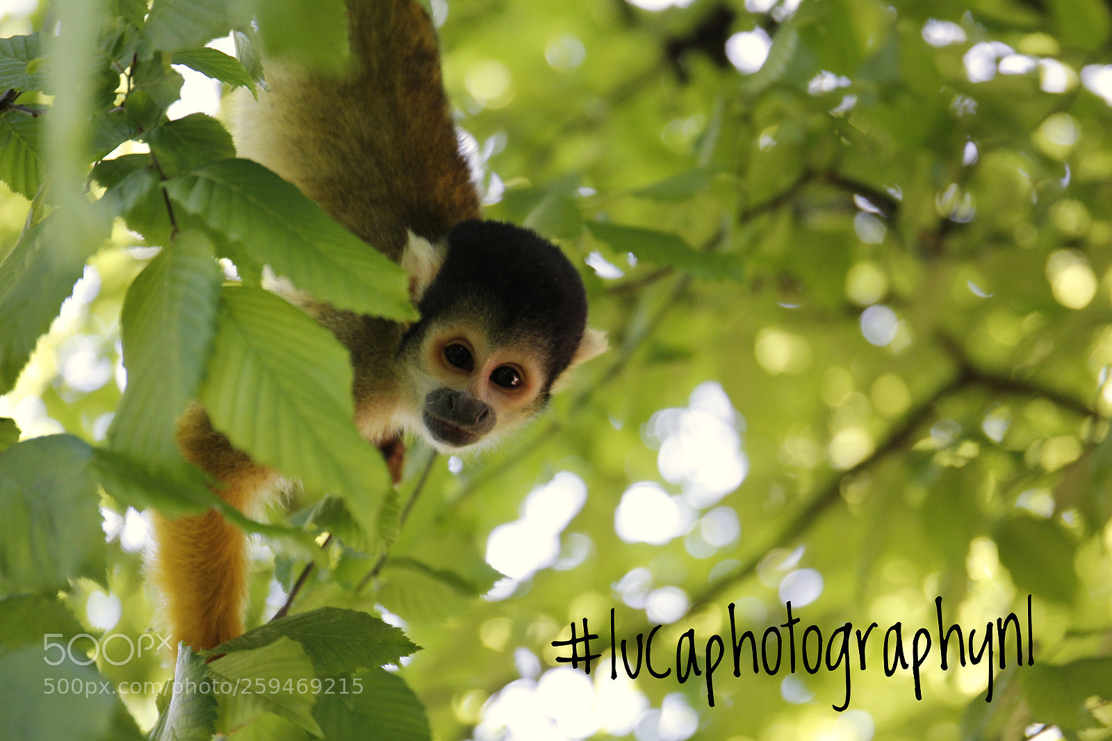 Canon EOS 1300D (EOS Rebel T6 / EOS Kiss X80) sample photo. Squirrel monkey photography