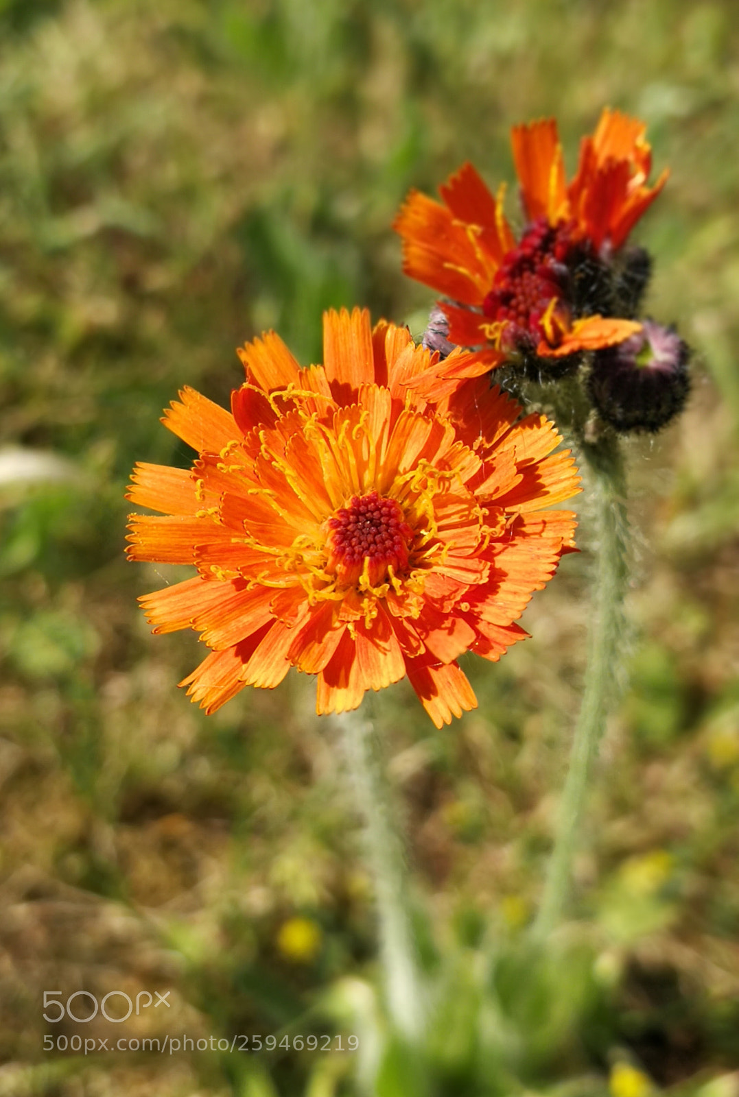 HUAWEI P10 sample photo. Untitled photography