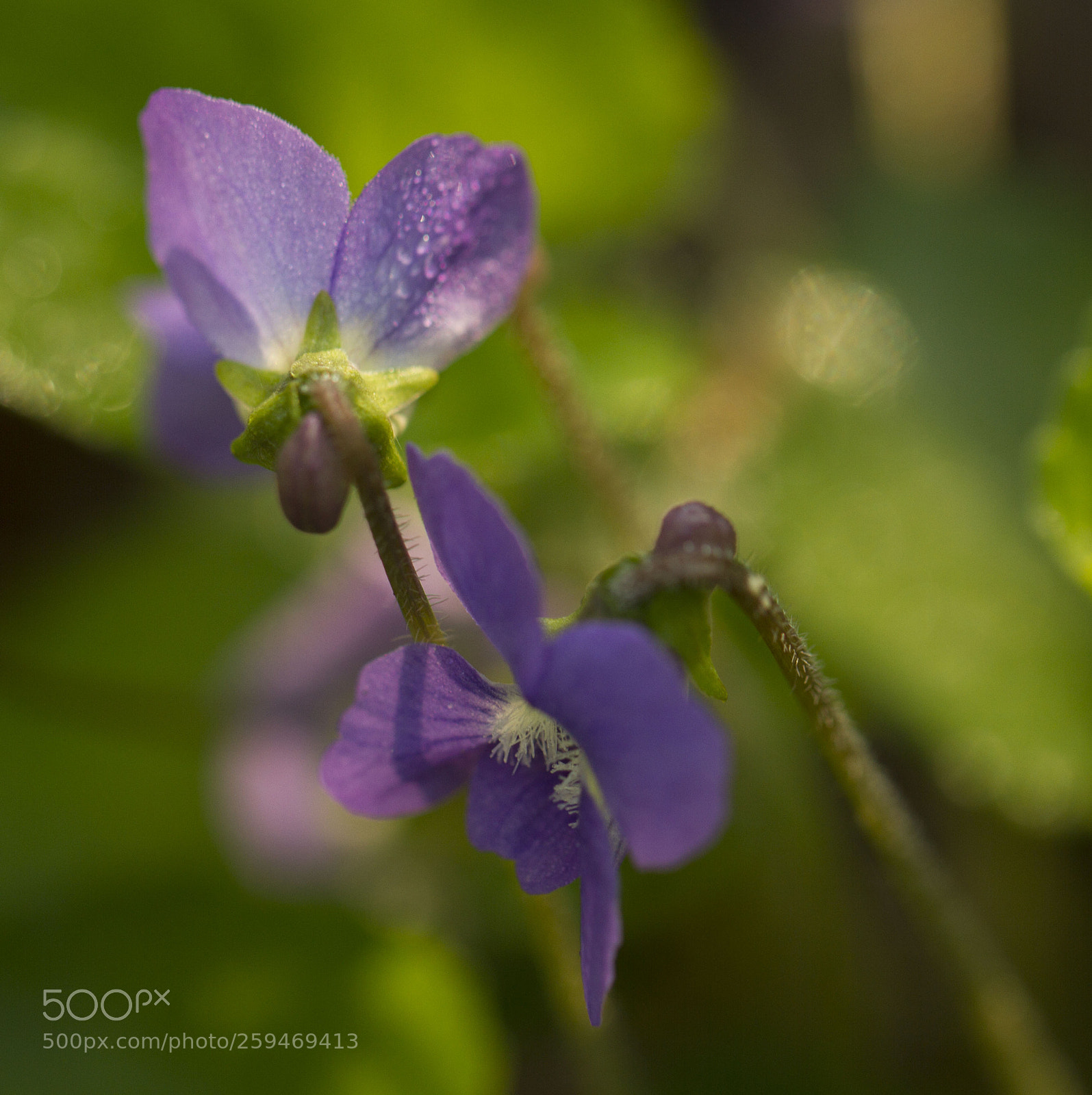 Canon EOS 7D sample photo. Backlight and shadows photography