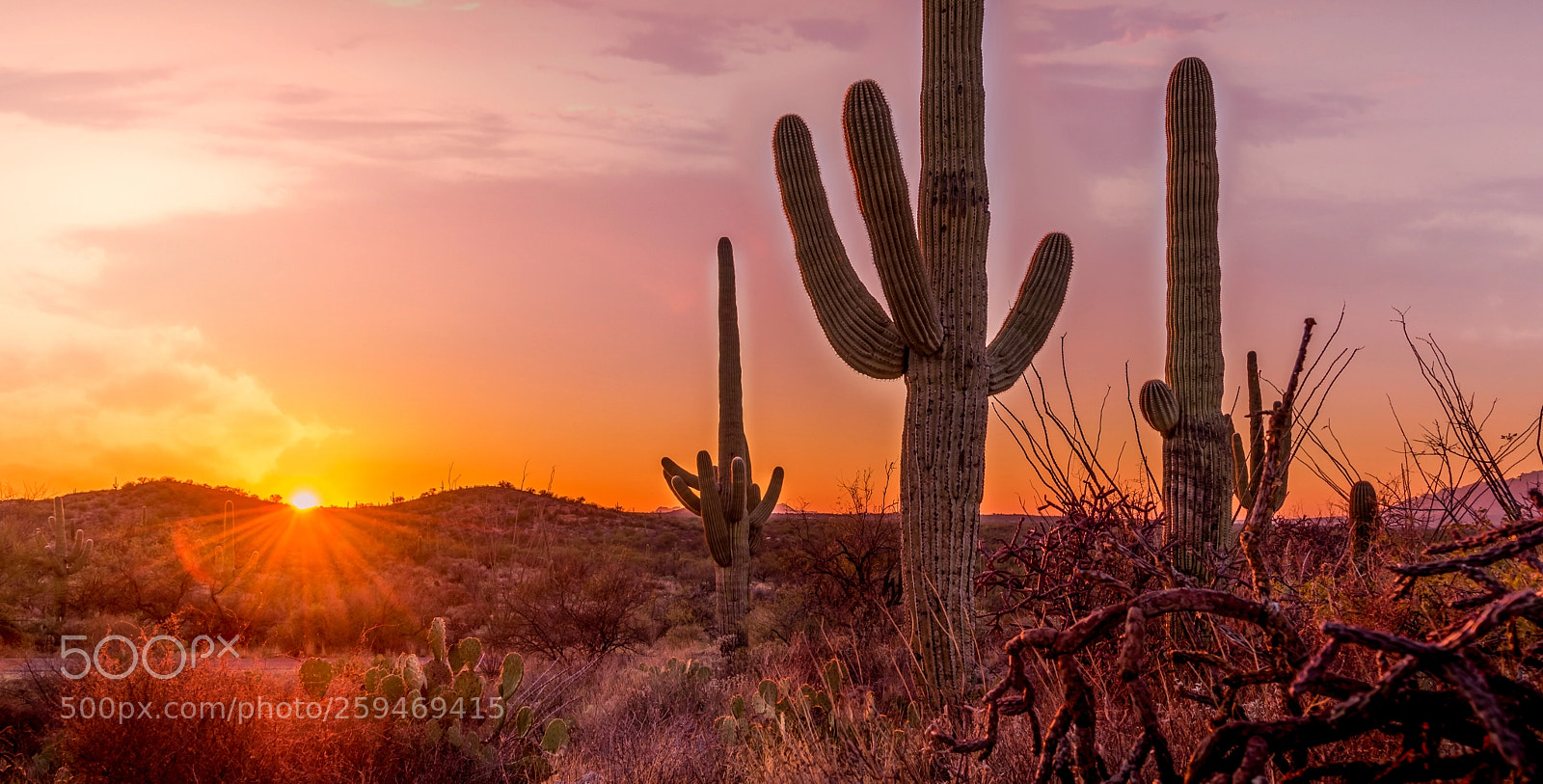Nikon D750 sample photo. Seguaro sunset photography