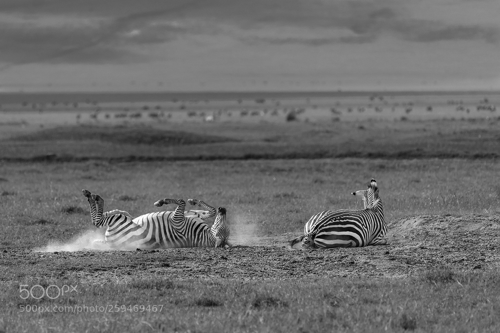 Nikon D810 sample photo. Dust bath photography
