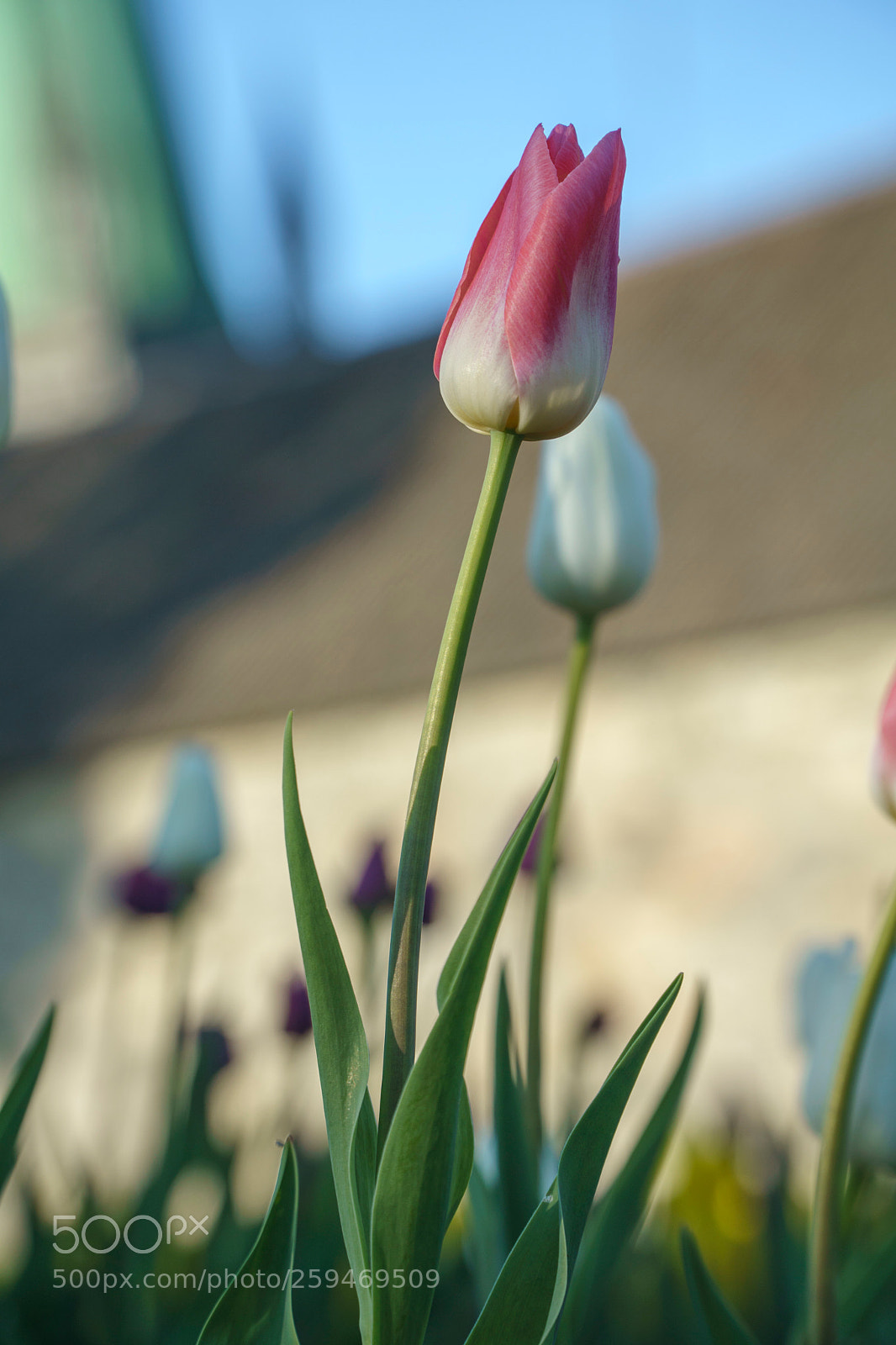 Sony a6000 sample photo. Dsc photography
