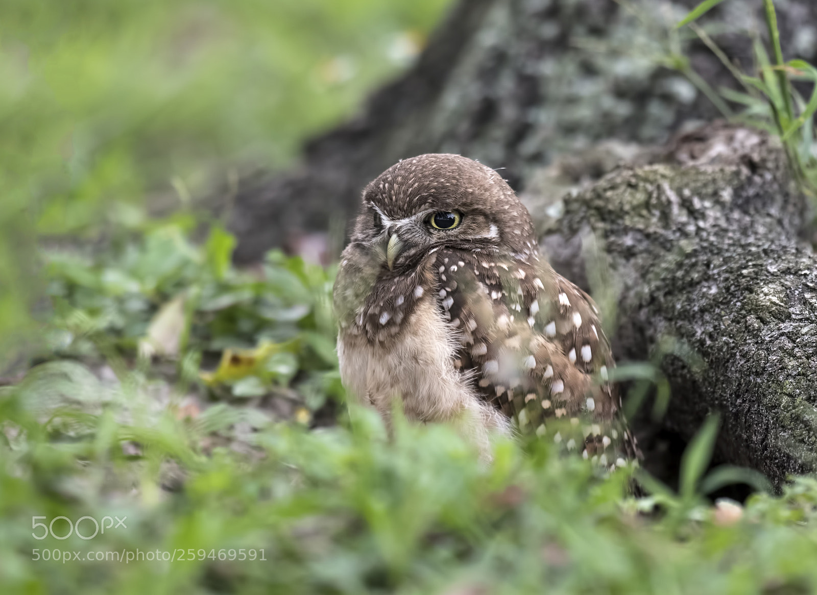 Nikon D850 sample photo. Guarding my burrow !!!!!!! photography