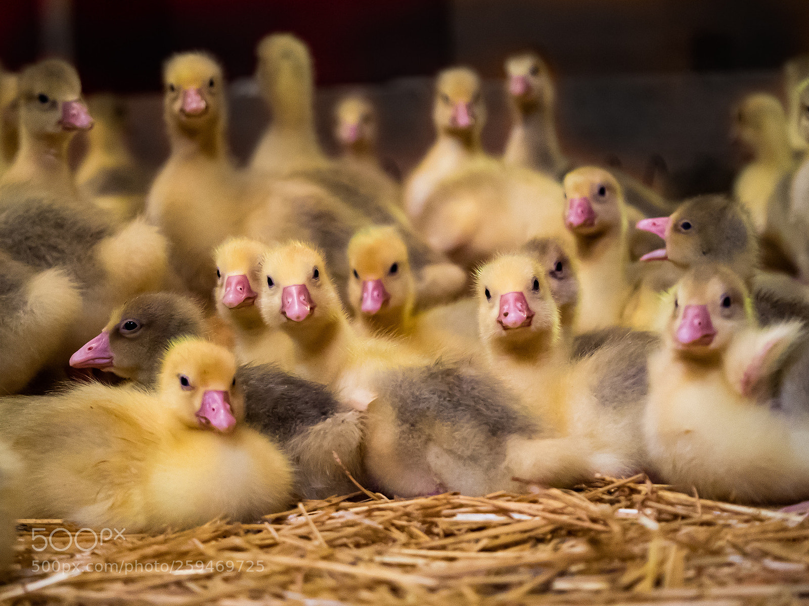 Panasonic Lumix DMC-GH4 sample photo. Baby goos photography