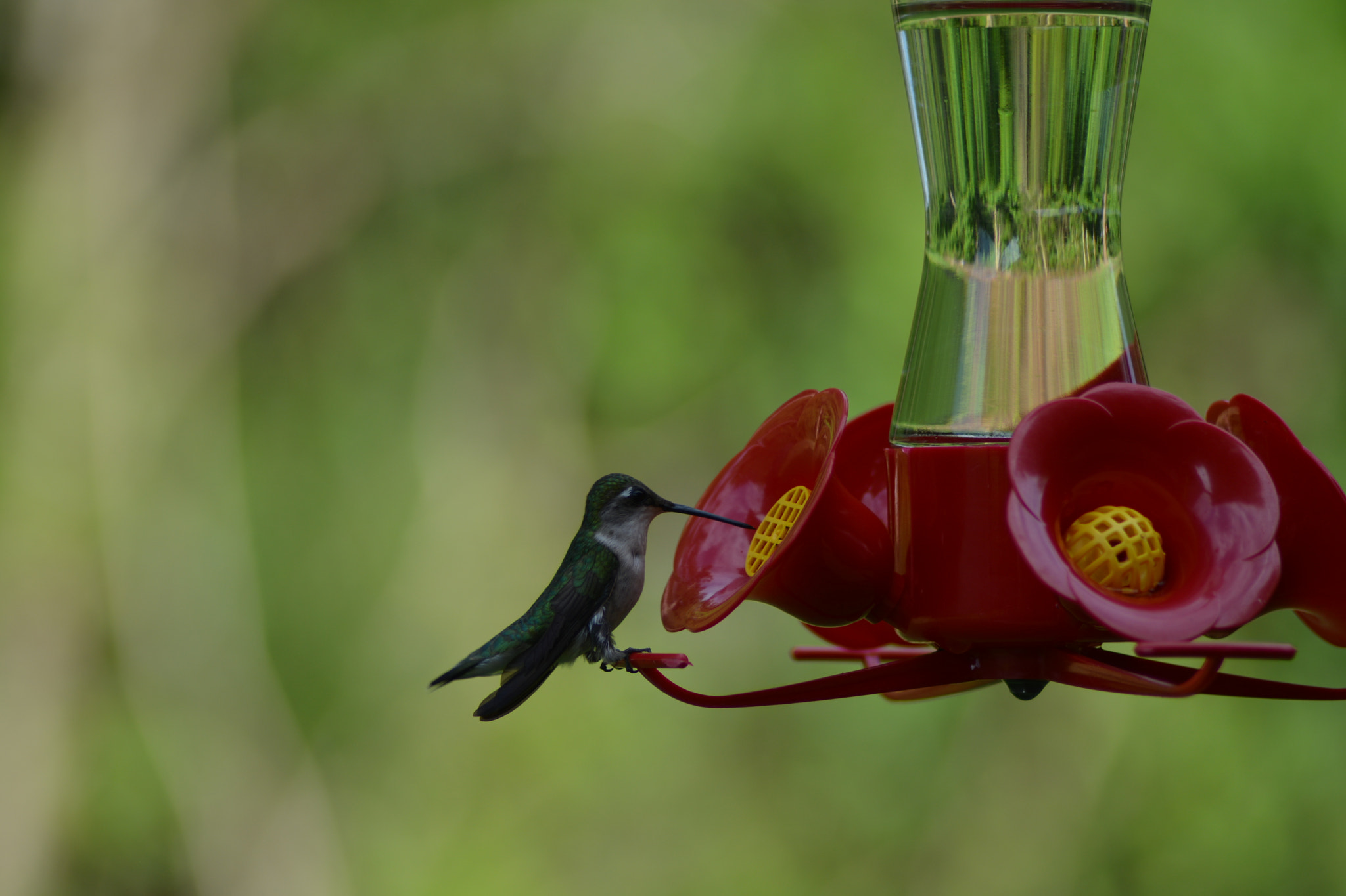 Nikon AF Nikkor 70-300mm F4-5.6G sample photo. Hungry little hummingbird photography