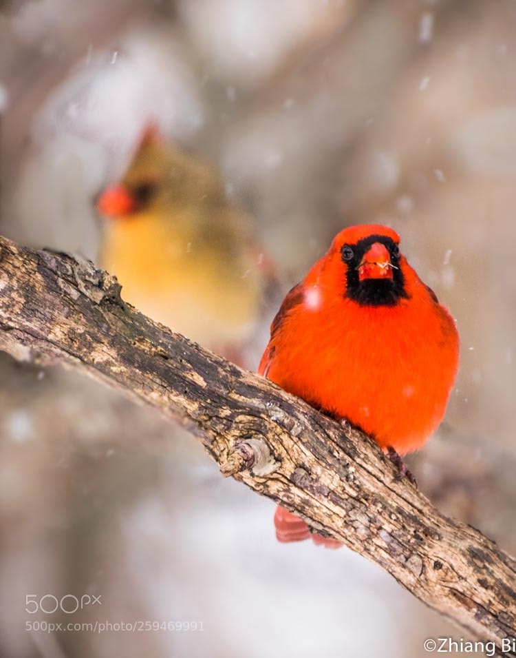 Nikon D5300 sample photo. A couple of cardinals photography