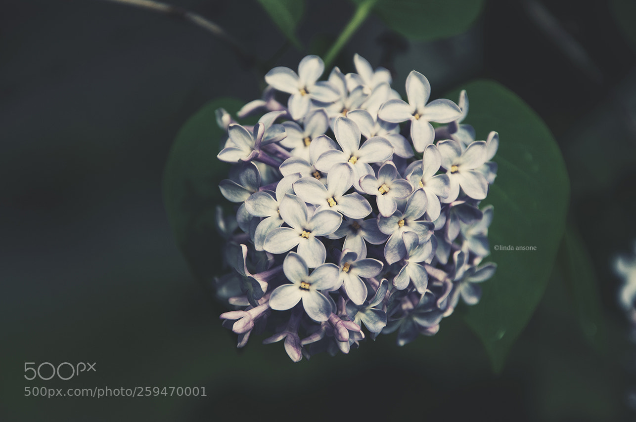 Nikon D5000 sample photo. Lilac photography