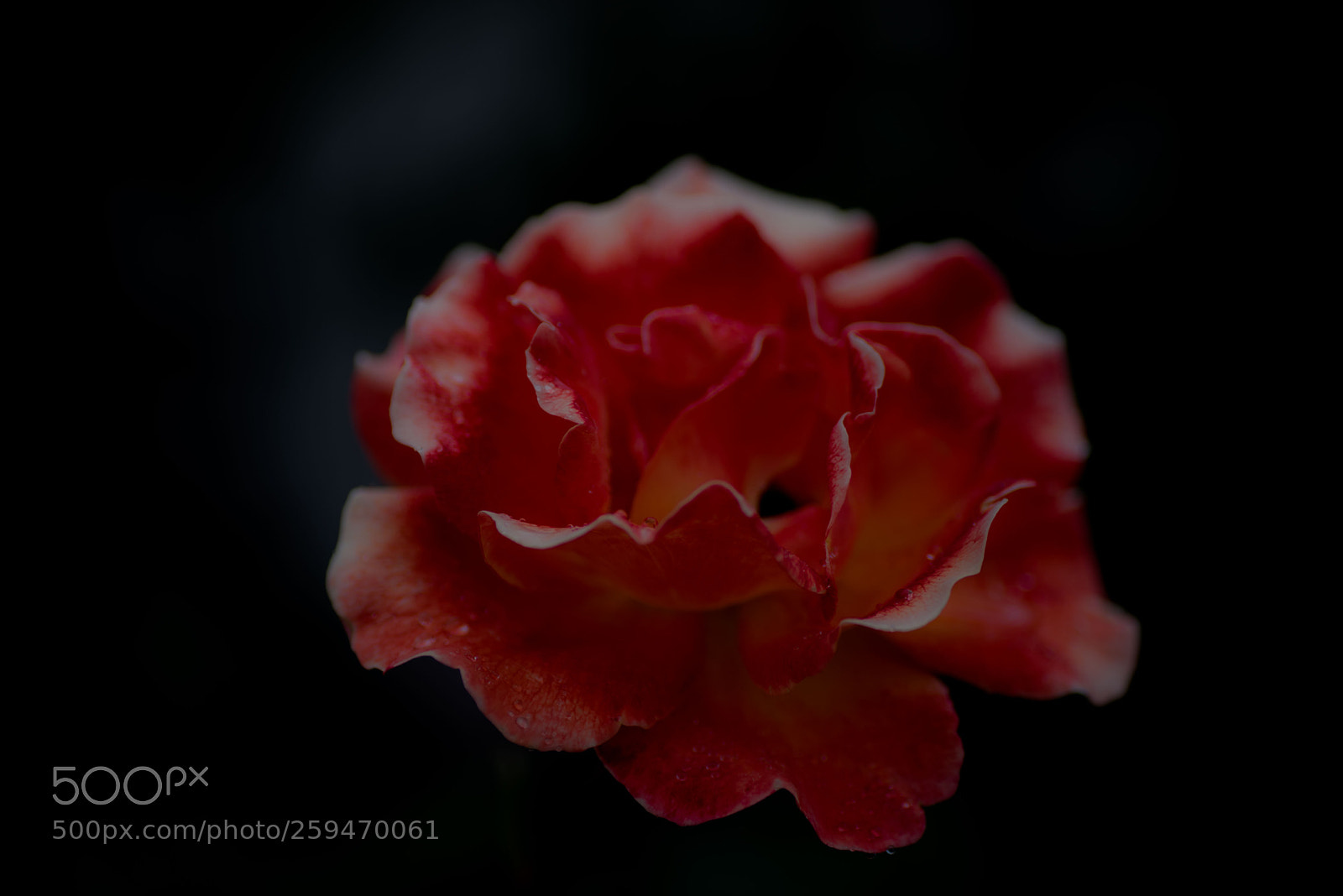 Nikon D750 sample photo. One rose in the photography