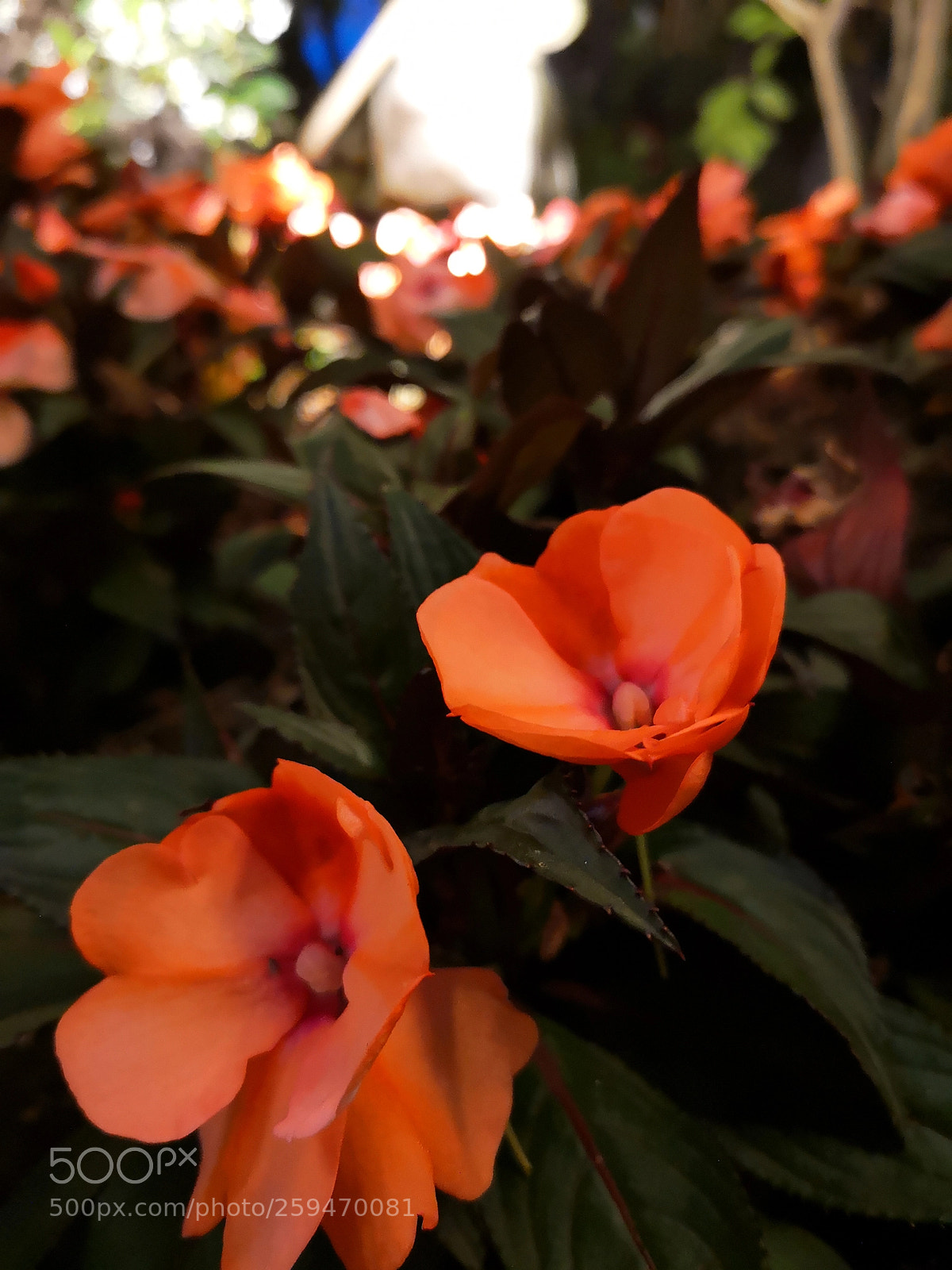 HUAWEI P20 sample photo. Another macro try with photography