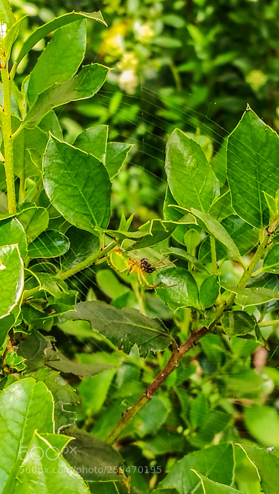 HUAWEI P9 sample photo. Spider cammo photography