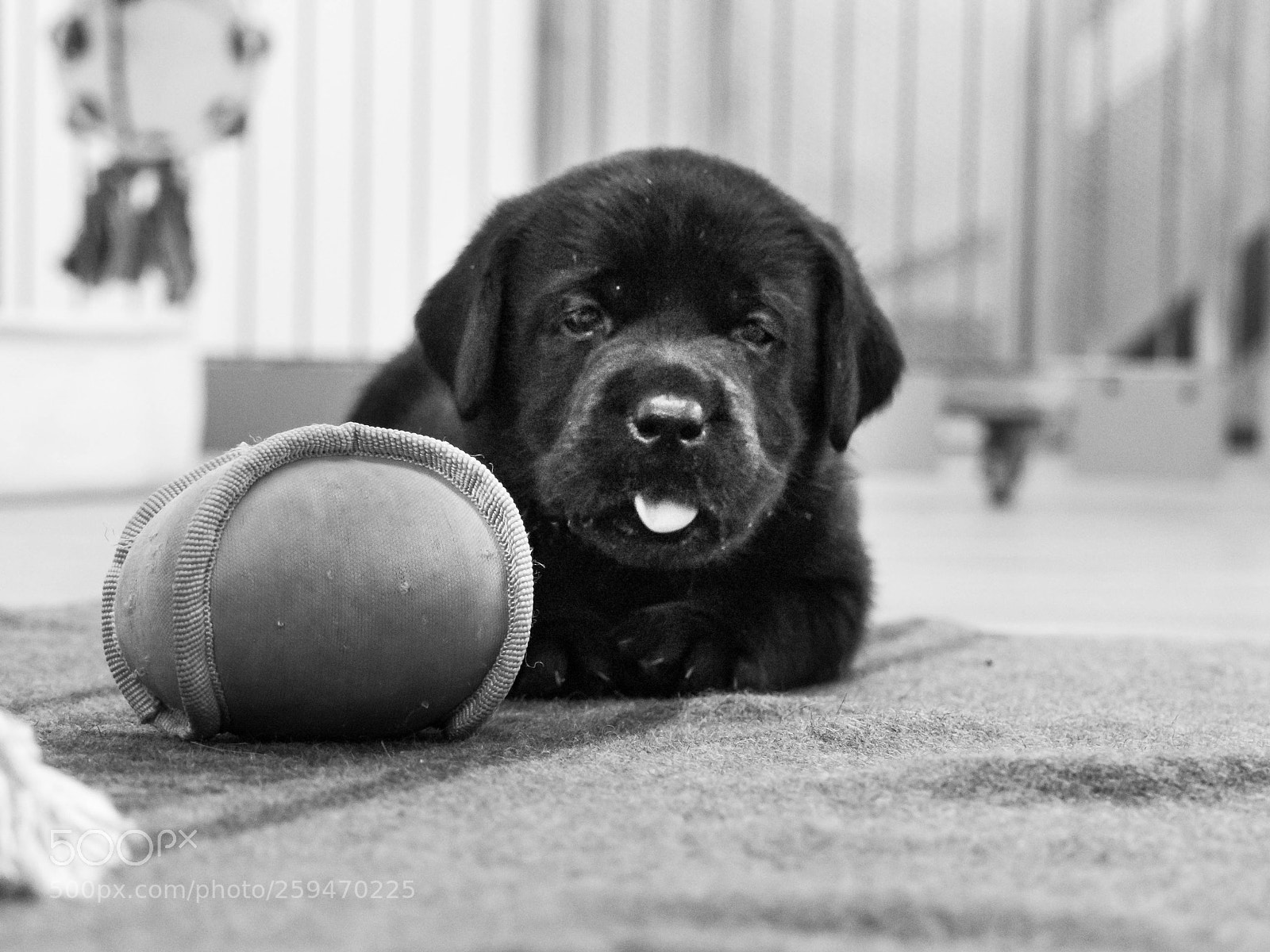 Panasonic Lumix DMC-GH4 sample photo. Baby labrador photography