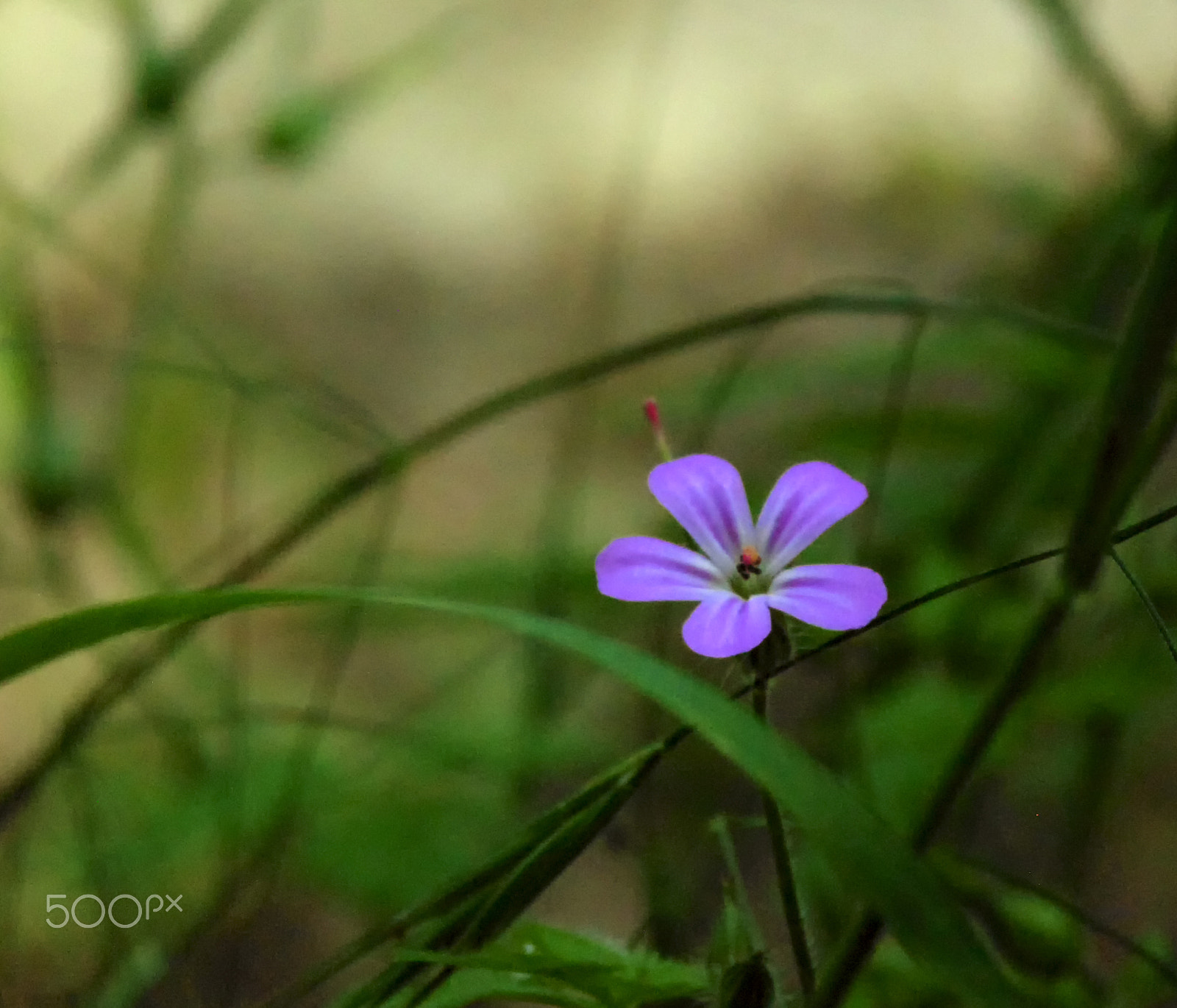 Sony Cyber-shot DSC-H200 sample photo. Violet photography