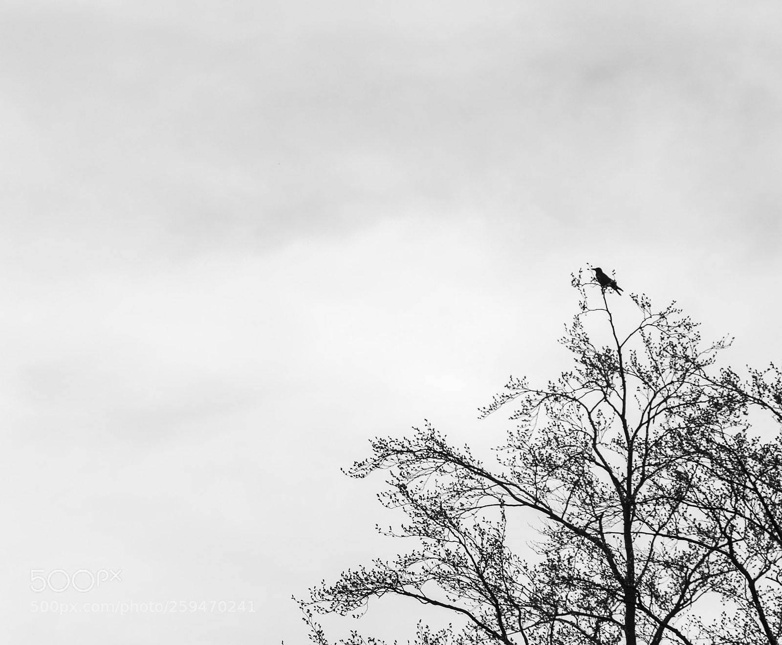 Nikon D700 sample photo. Bird on tree top photography