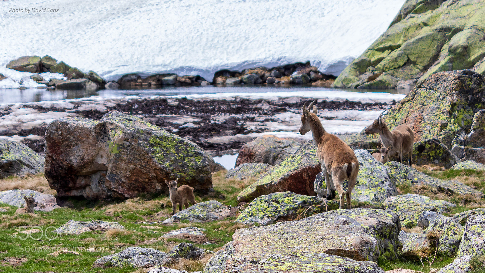 Canon EOS 80D sample photo. Goat family photography