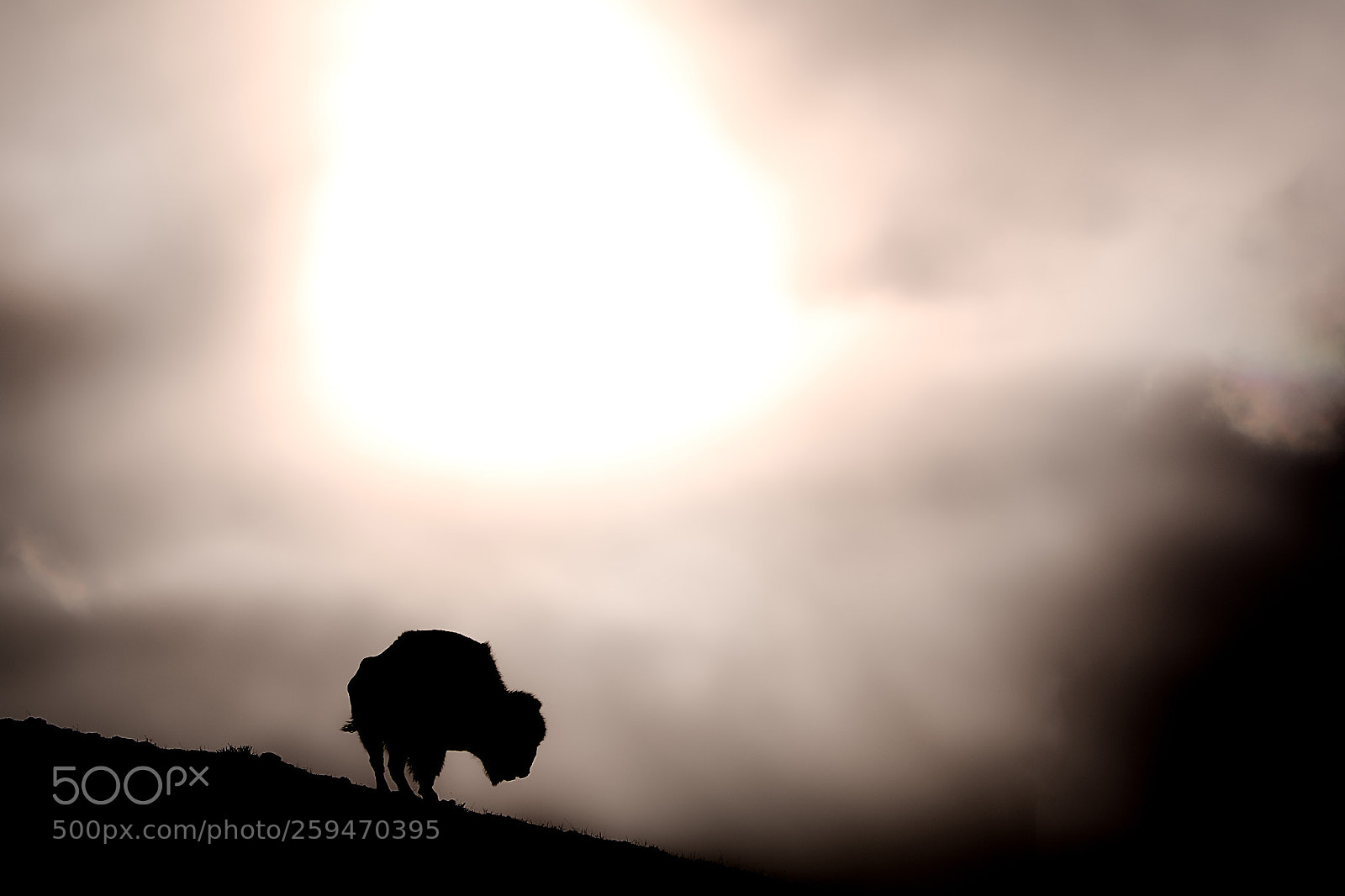 Canon EOS 7D Mark II sample photo. Yellowstone haze photography