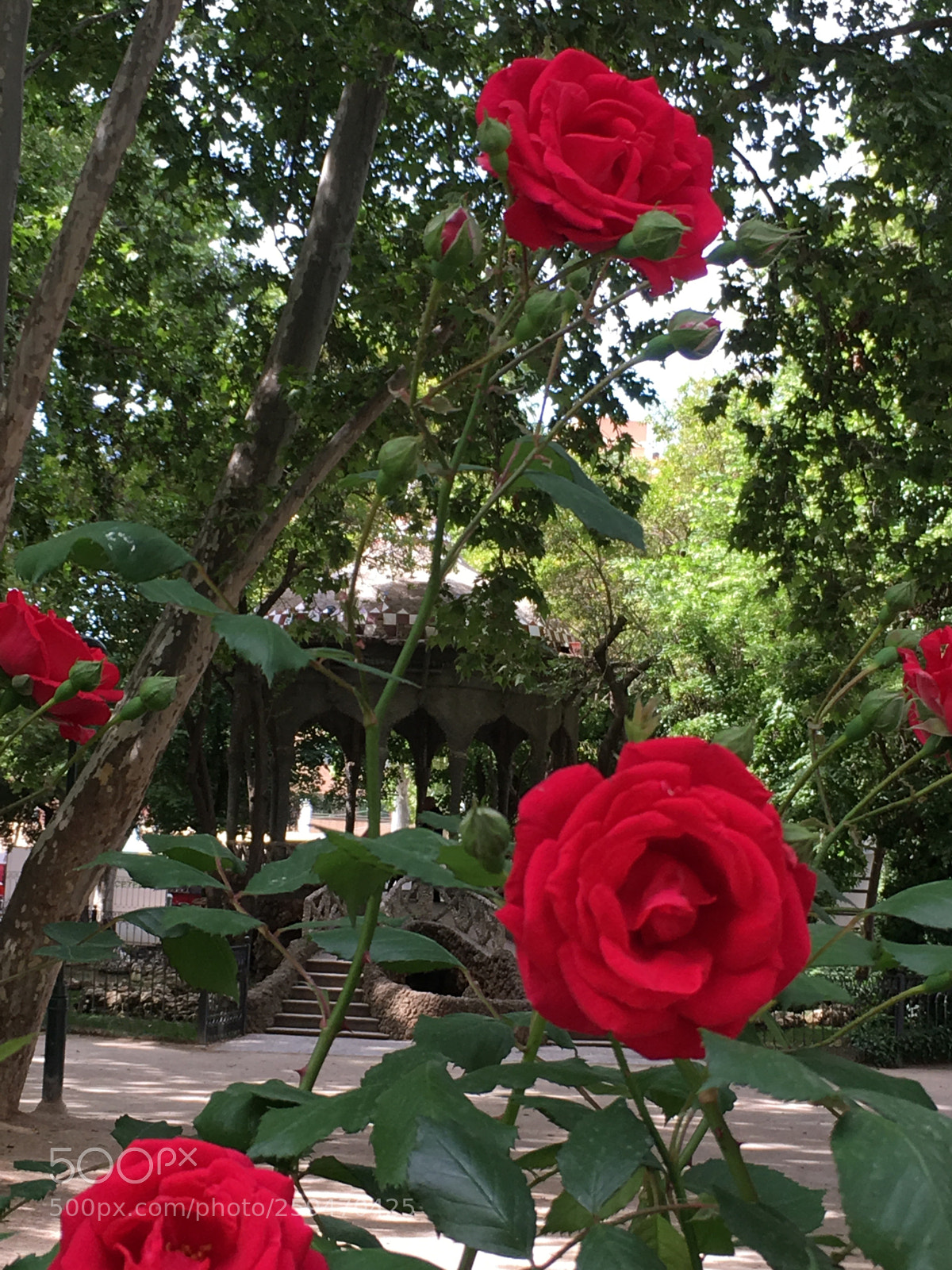 Apple iPhone 6s sample photo. Untitled photography