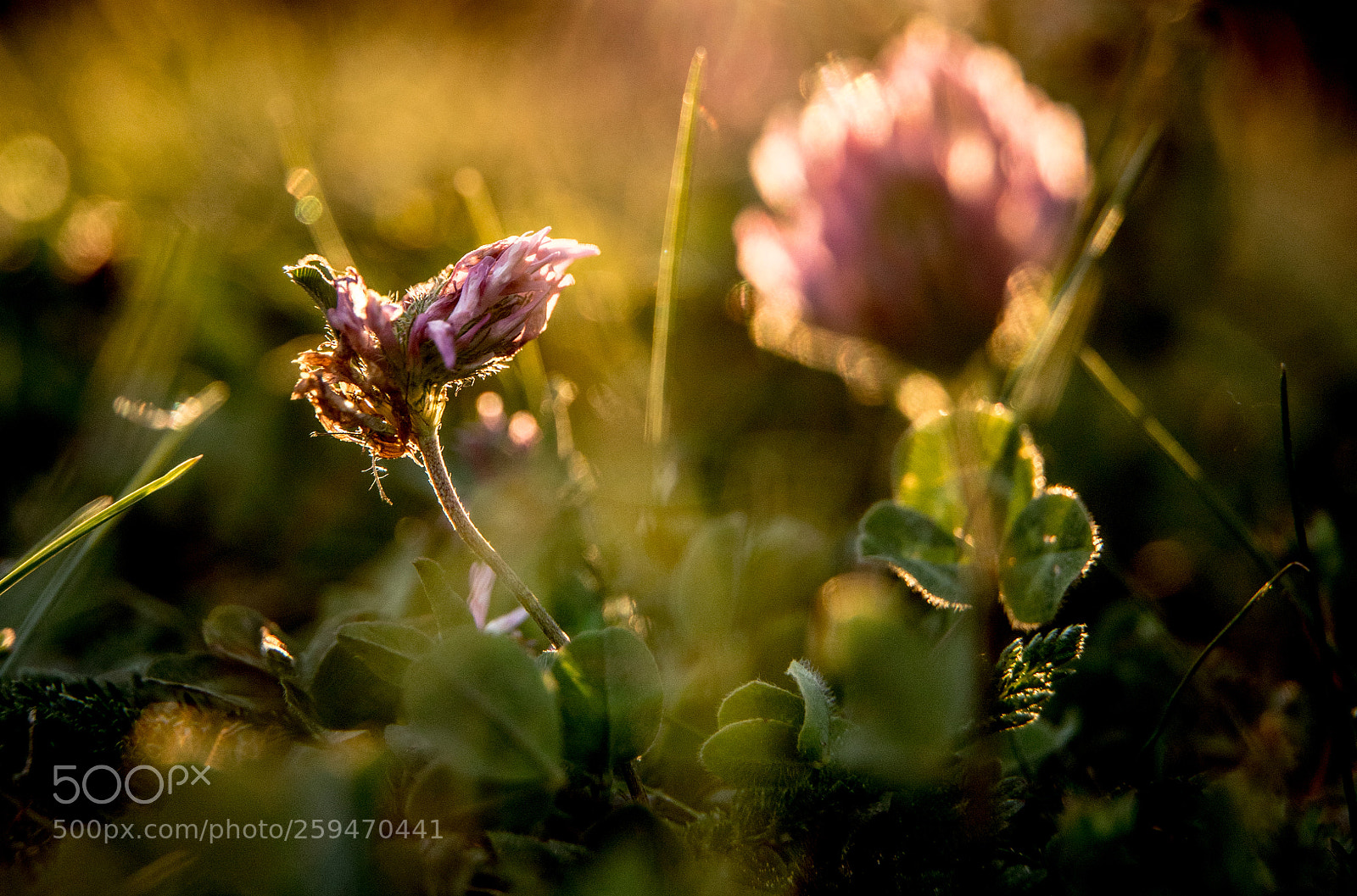 Canon EOS 6D Mark II sample photo. Clover ii photography