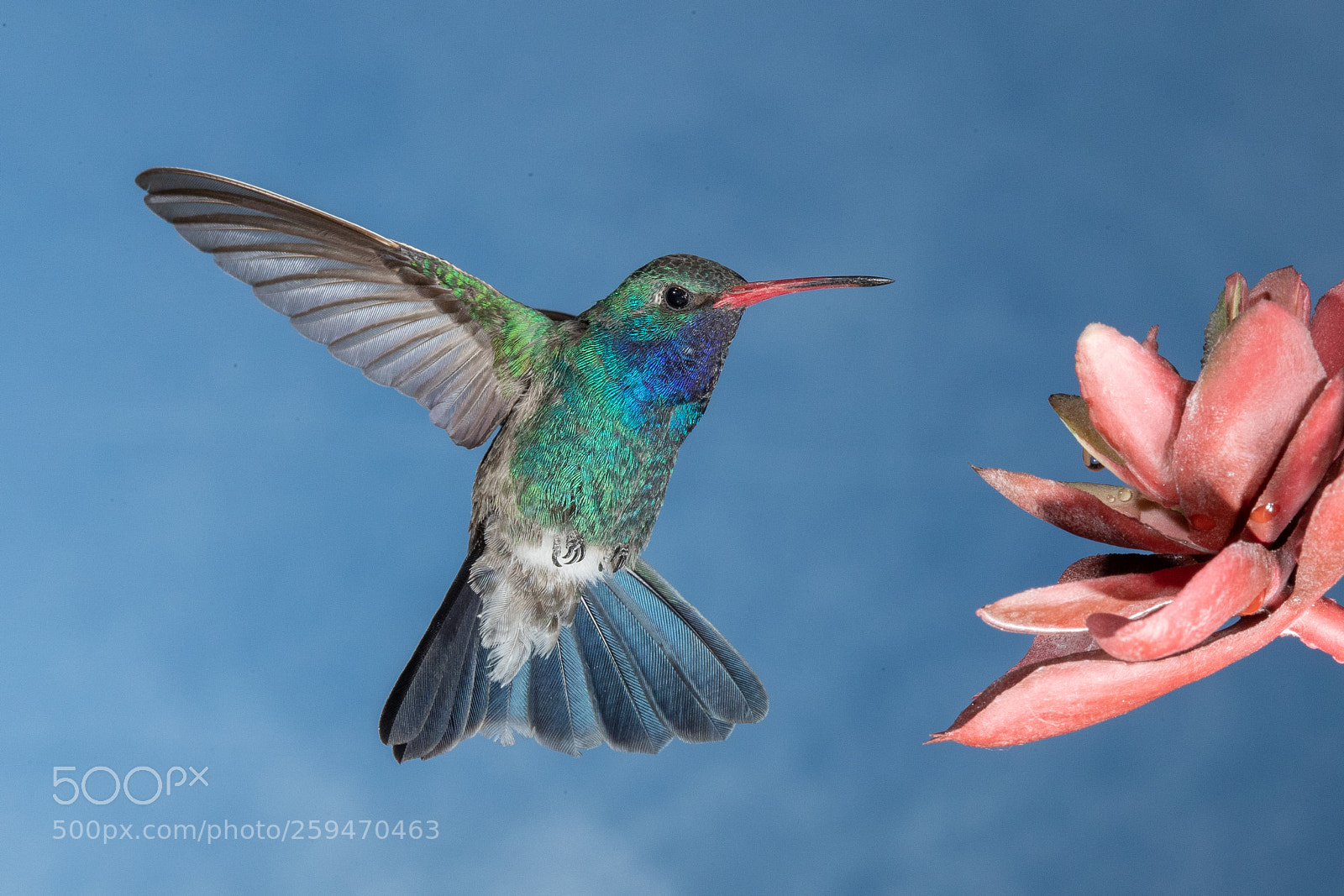 Canon EOS-1D X Mark II sample photo. Broad-billed hummingbird photography