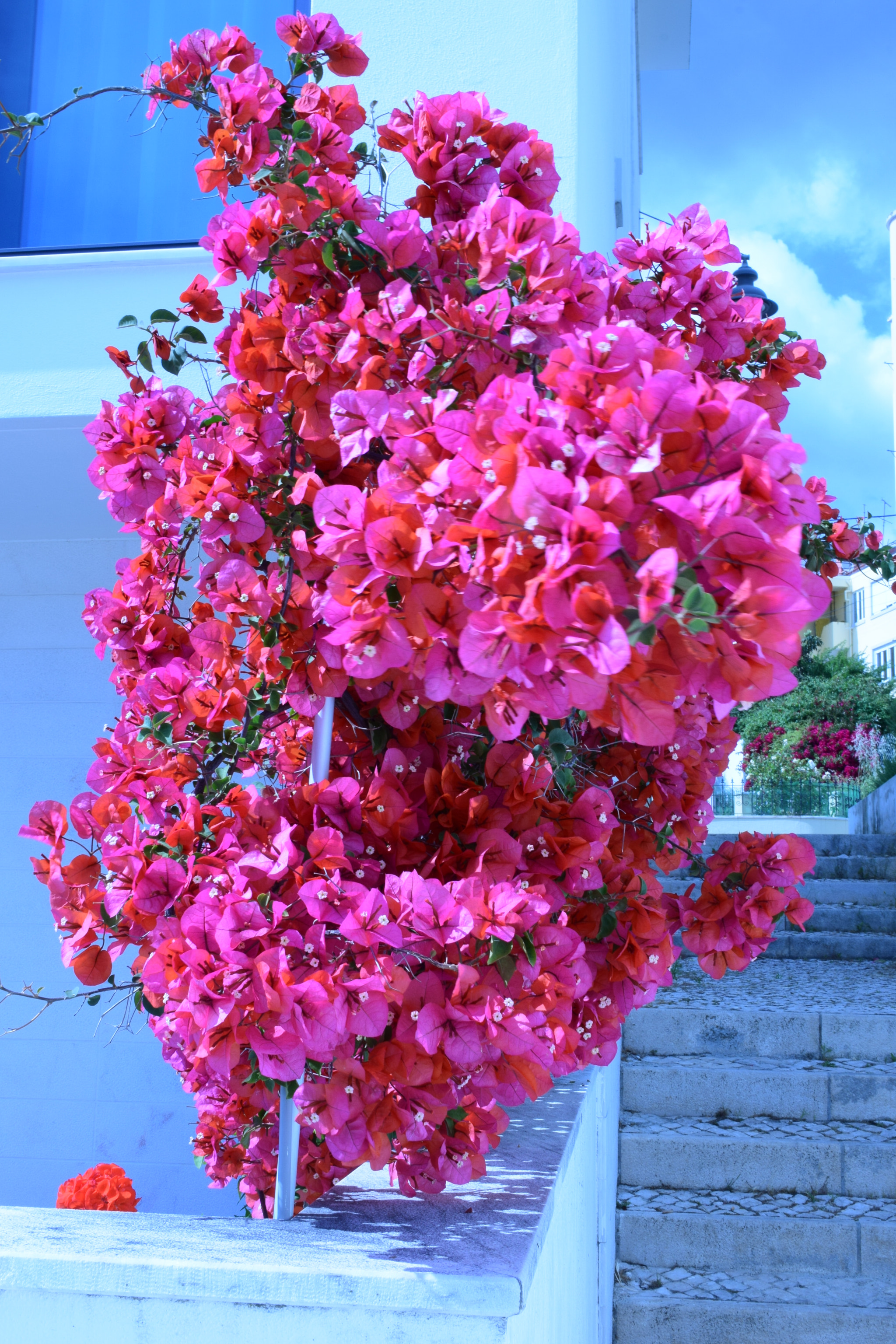 Nikon D5300 sample photo. Pink flowers photography