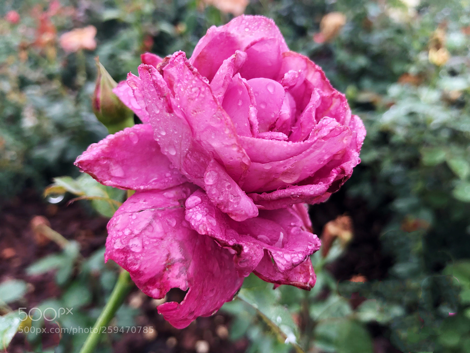 Apple iPhone X sample photo. Untitled photography
