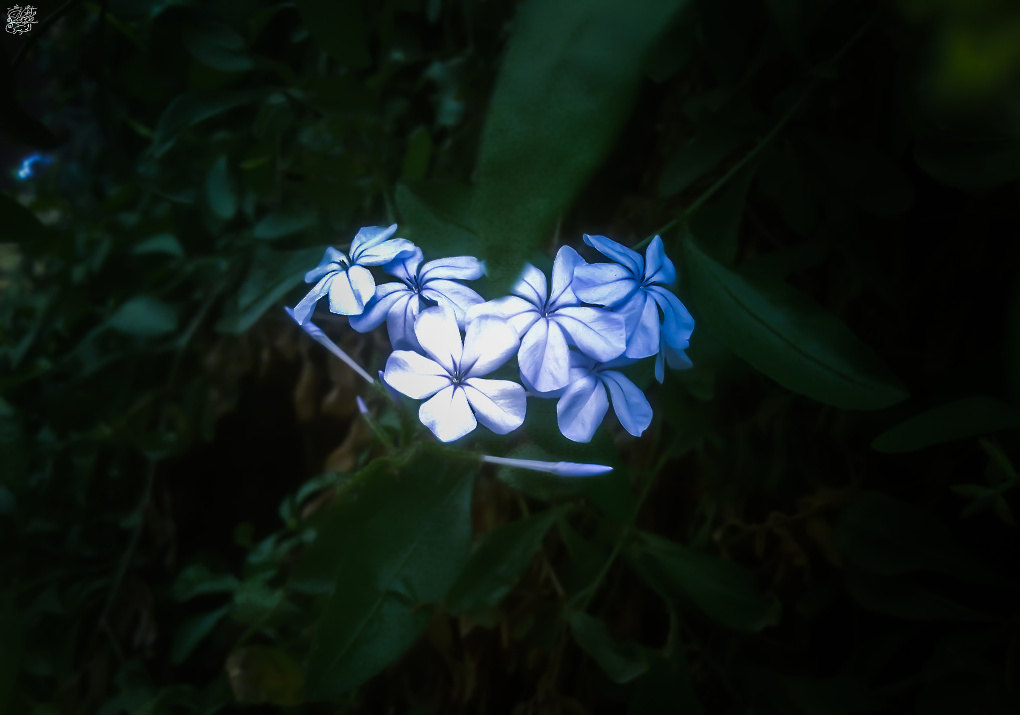Nokia N97 sample photo. Flowers and beyond photography