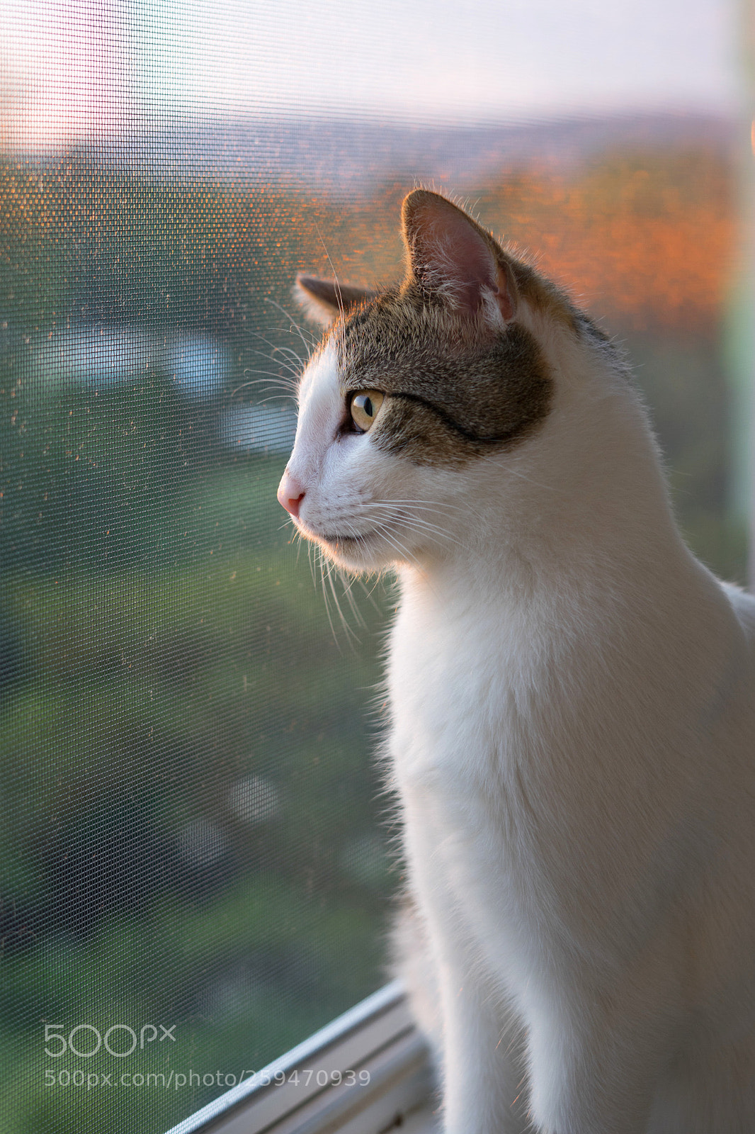 Sony a7 II sample photo. Untitled photography