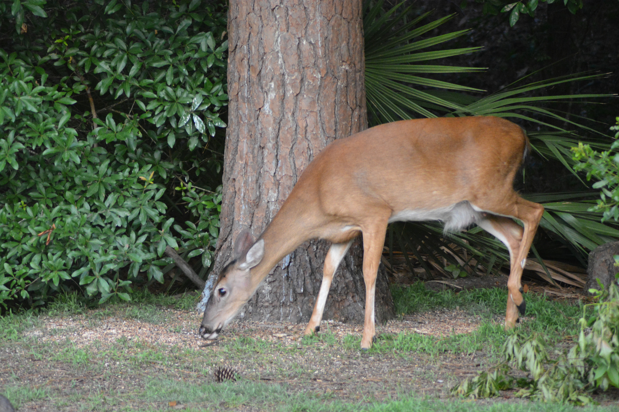 Nikon AF Nikkor 70-300mm F4-5.6G sample photo. Snoopy, our backyard deer photography