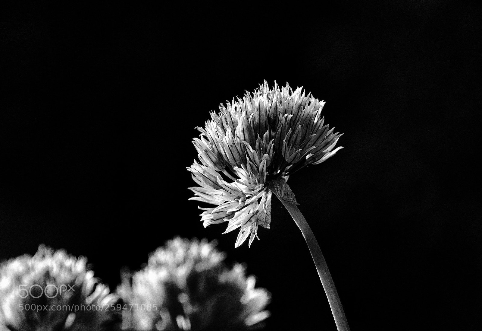 Pentax K-3 sample photo. No color needed... photography