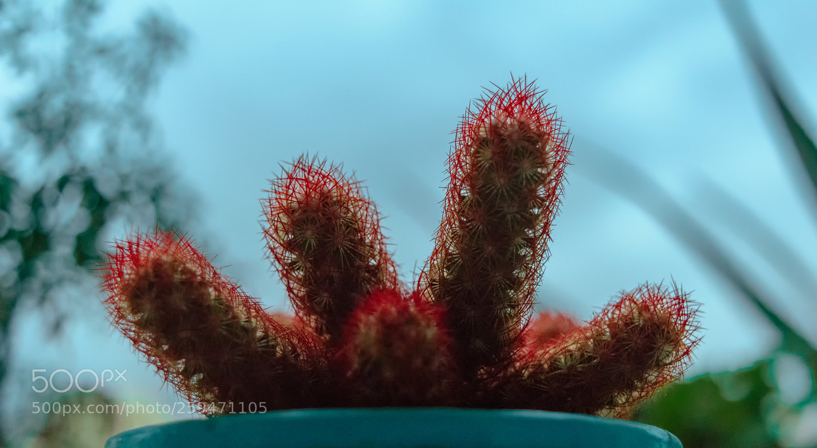 Nikon D5300 sample photo. Cactus photography