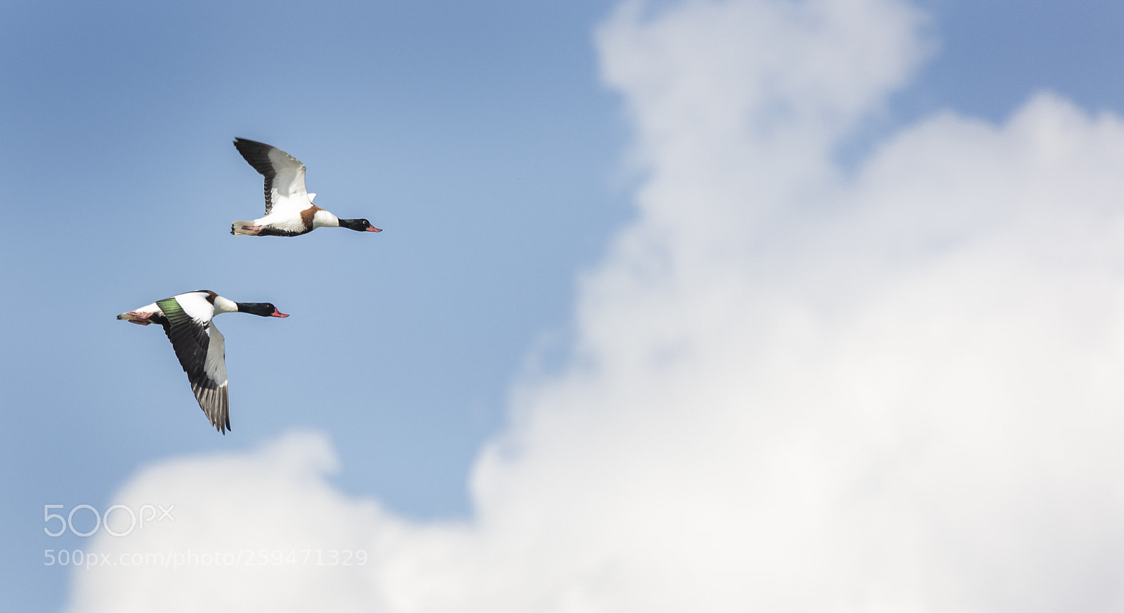 Canon EOS 5DS R sample photo. Dual flight photography